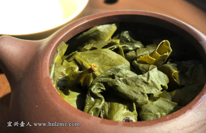 紫砂壺泡綠茶